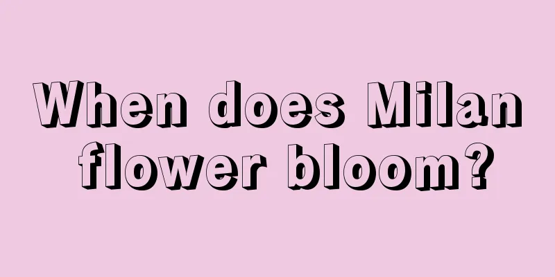 When does Milan flower bloom?