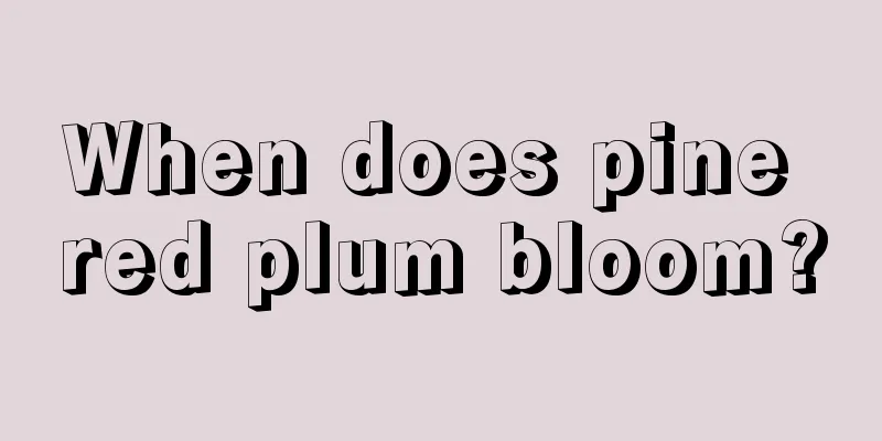 When does pine red plum bloom?