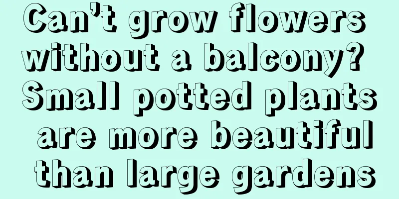 Can’t grow flowers without a balcony? Small potted plants are more beautiful than large gardens