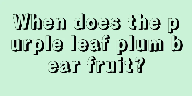 When does the purple leaf plum bear fruit?