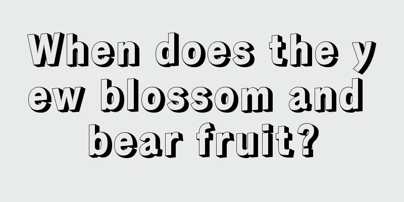 When does the yew blossom and bear fruit?