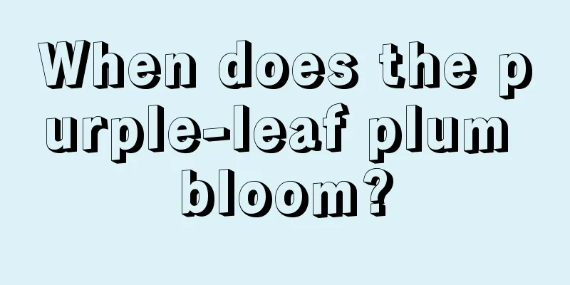 When does the purple-leaf plum bloom?