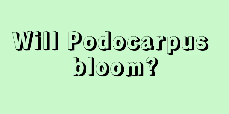 Will Podocarpus bloom?