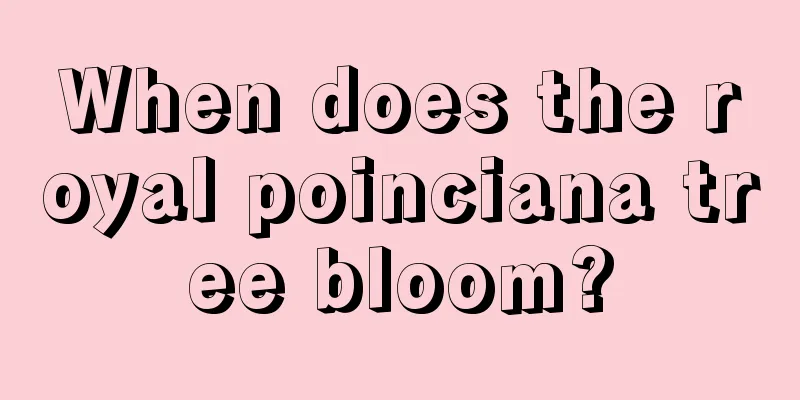 When does the royal poinciana tree bloom?