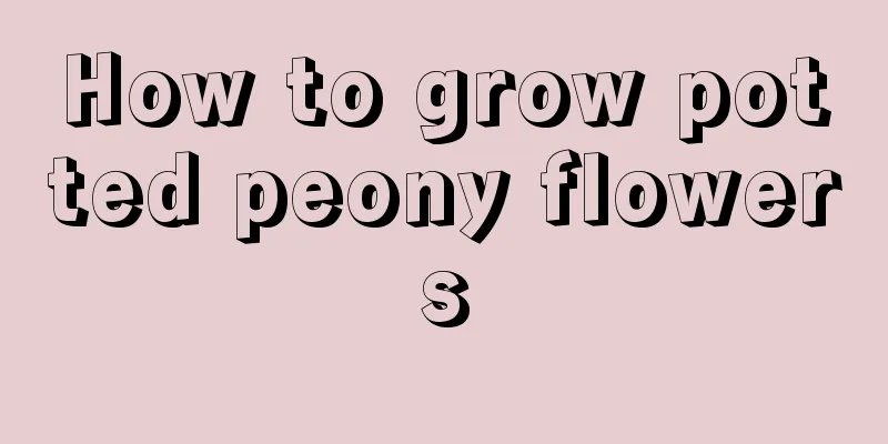 How to grow potted peony flowers