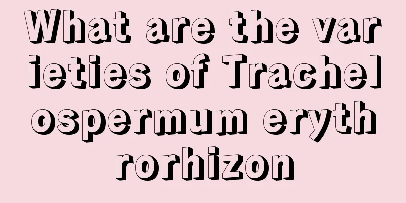 What are the varieties of Trachelospermum erythrorhizon