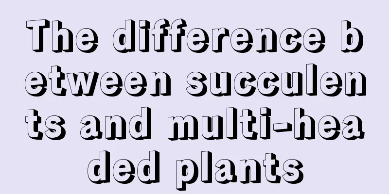 The difference between succulents and multi-headed plants