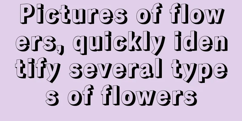 Pictures of flowers, quickly identify several types of flowers