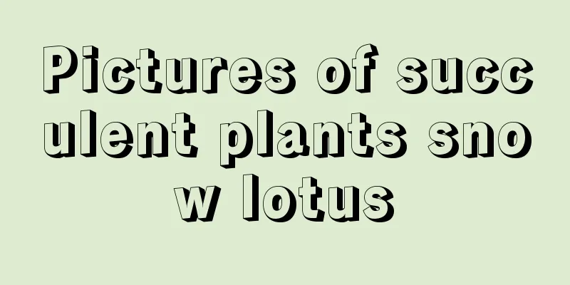 Pictures of succulent plants snow lotus