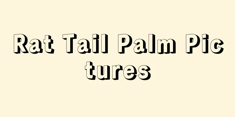 Rat Tail Palm Pictures