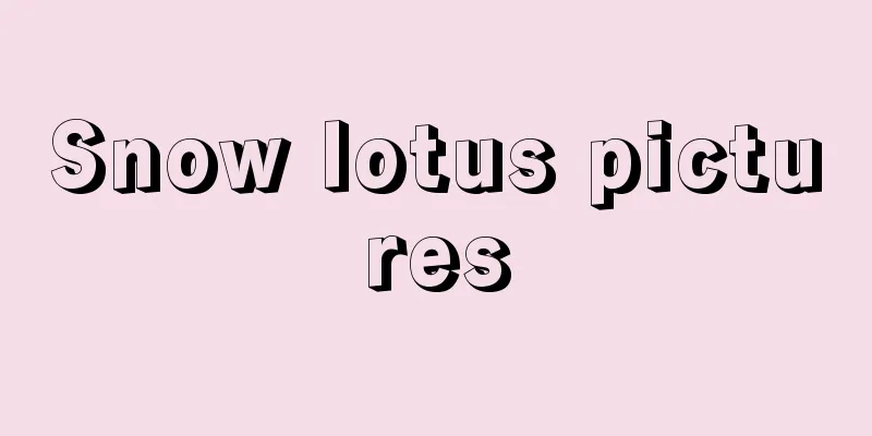 Snow lotus pictures