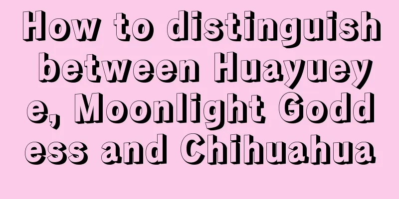 How to distinguish between Huayueye, Moonlight Goddess and Chihuahua