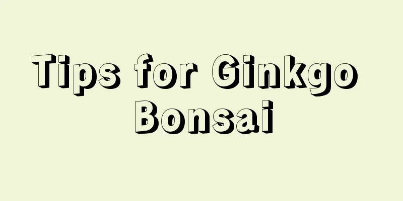 Tips for Ginkgo Bonsai