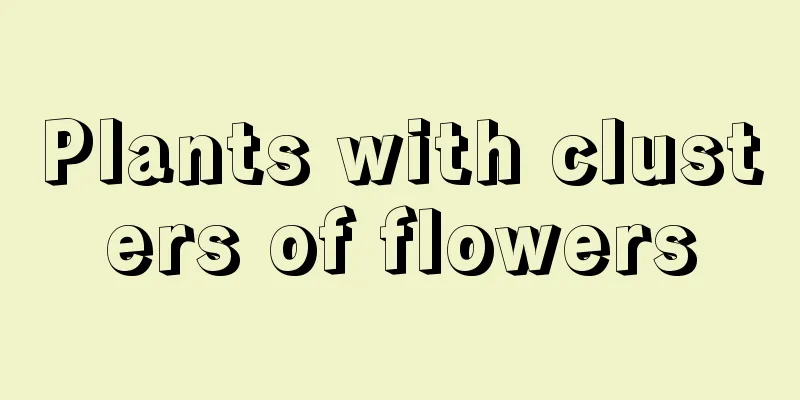 Plants with clusters of flowers