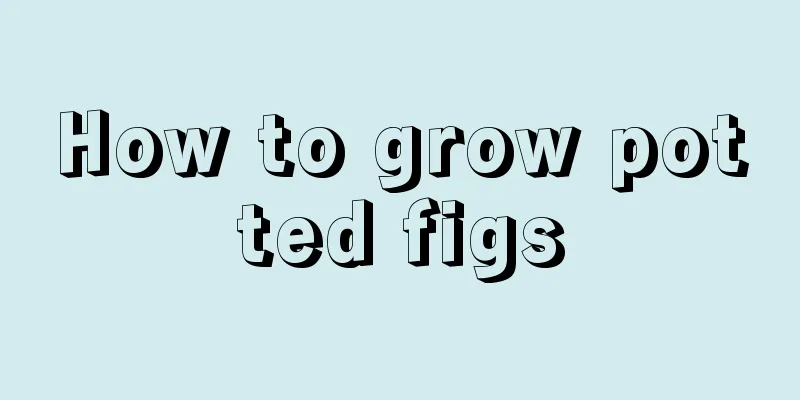 How to grow potted figs