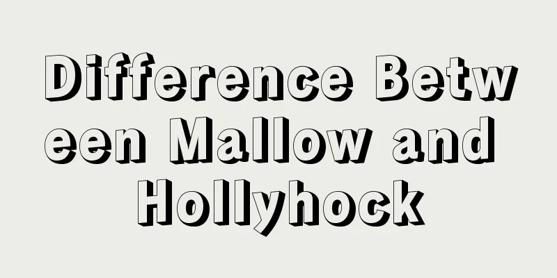 Difference Between Mallow and Hollyhock