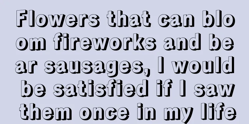 Flowers that can bloom fireworks and bear sausages, I would be satisfied if I saw them once in my life