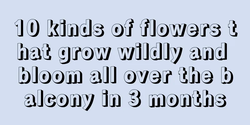 10 kinds of flowers that grow wildly and bloom all over the balcony in 3 months