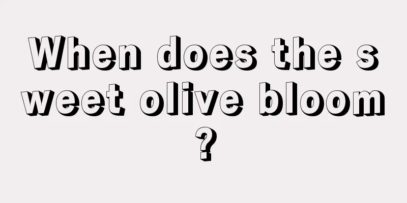 When does the sweet olive bloom?