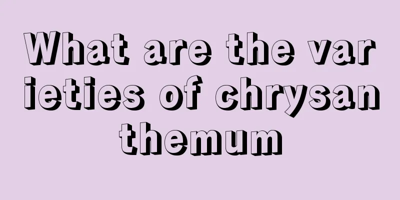 What are the varieties of chrysanthemum