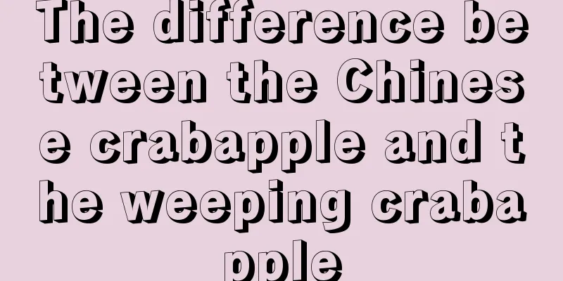 The difference between the Chinese crabapple and the weeping crabapple