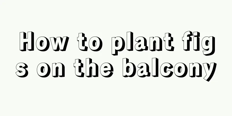 How to plant figs on the balcony