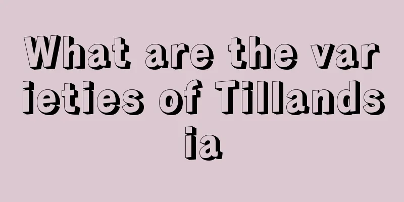 What are the varieties of Tillandsia