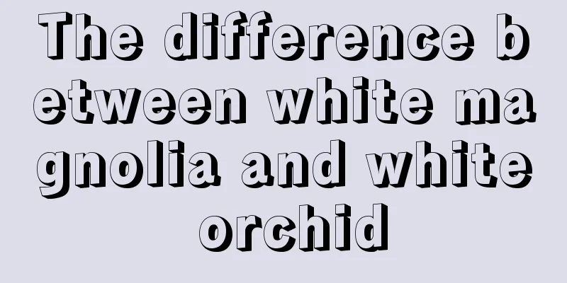 The difference between white magnolia and white orchid