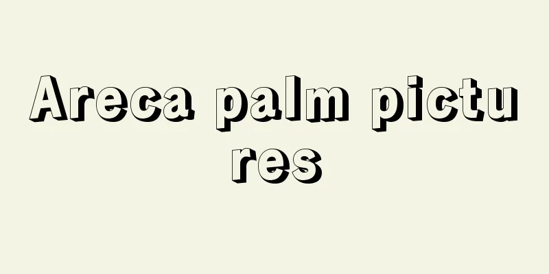 Areca palm pictures