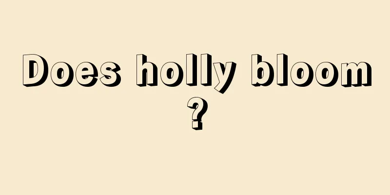 Does holly bloom?