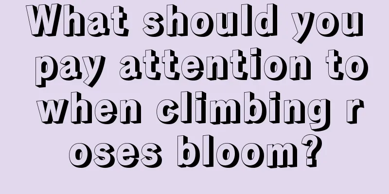 What should you pay attention to when climbing roses bloom?