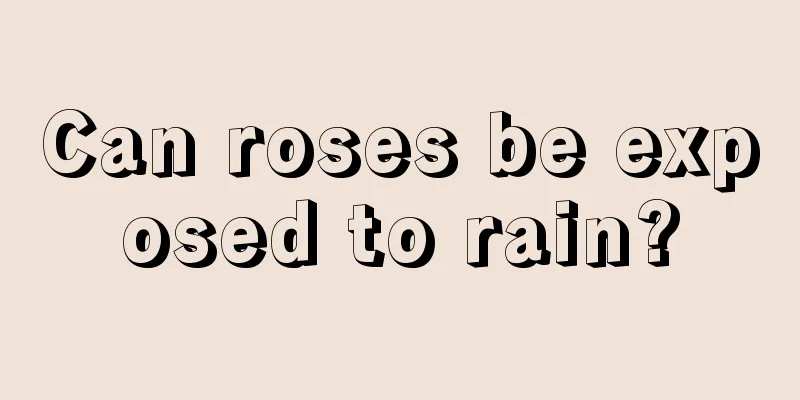 Can roses be exposed to rain?