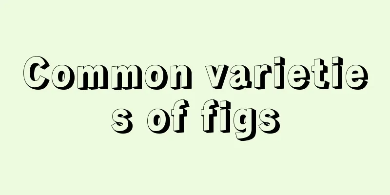 Common varieties of figs