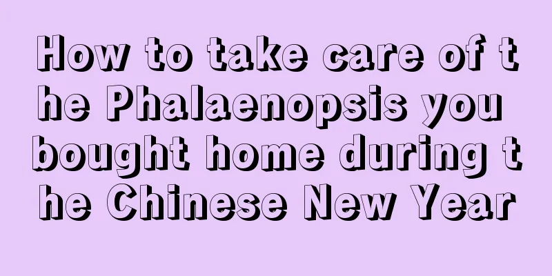 How to take care of the Phalaenopsis you bought home during the Chinese New Year