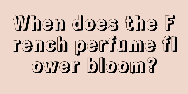 When does the French perfume flower bloom?