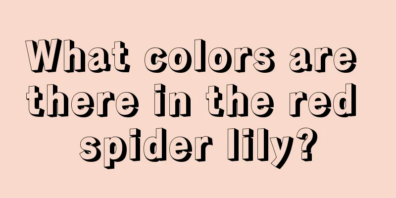 What colors are there in the red spider lily?