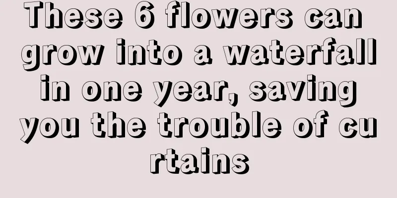 These 6 flowers can grow into a waterfall in one year, saving you the trouble of curtains