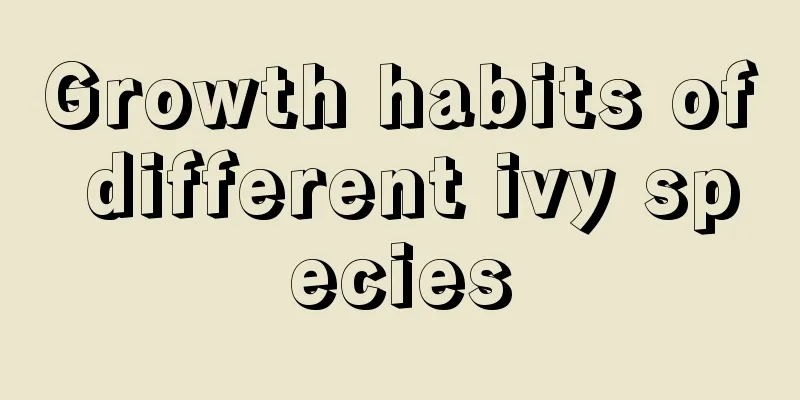 Growth habits of different ivy species