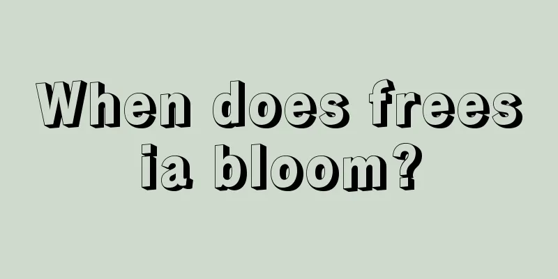 When does freesia bloom?