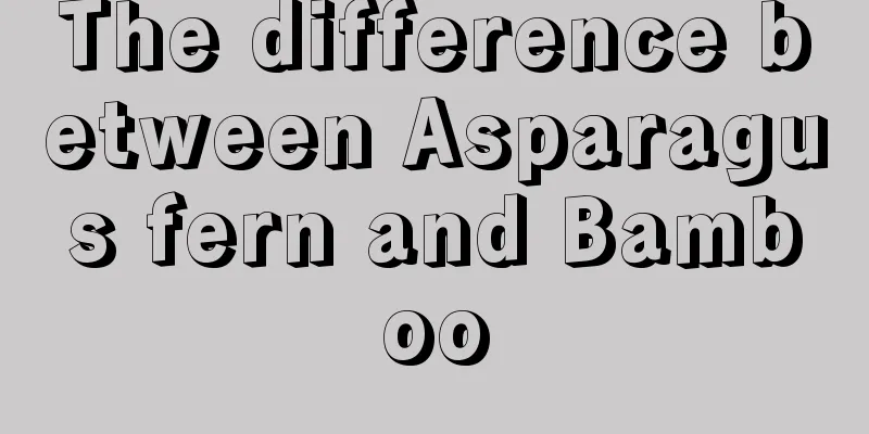 The difference between Asparagus fern and Bamboo