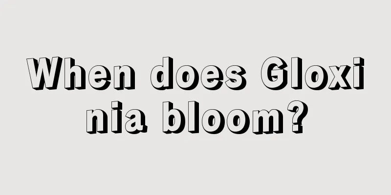 When does Gloxinia bloom?