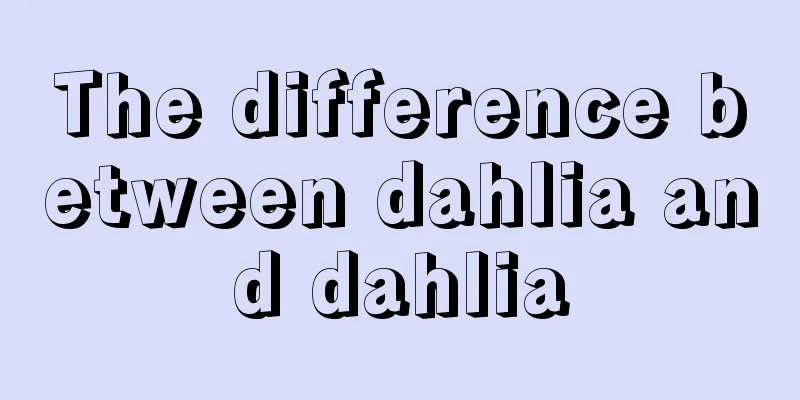 The difference between dahlia and dahlia