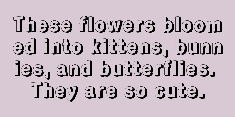 These flowers bloomed into kittens, bunnies, and butterflies. They are so cute.