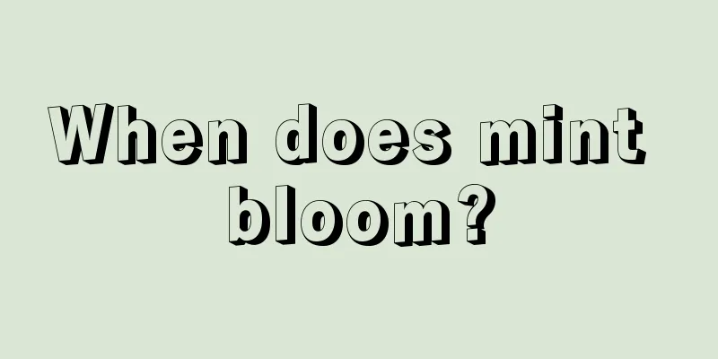 When does mint bloom?