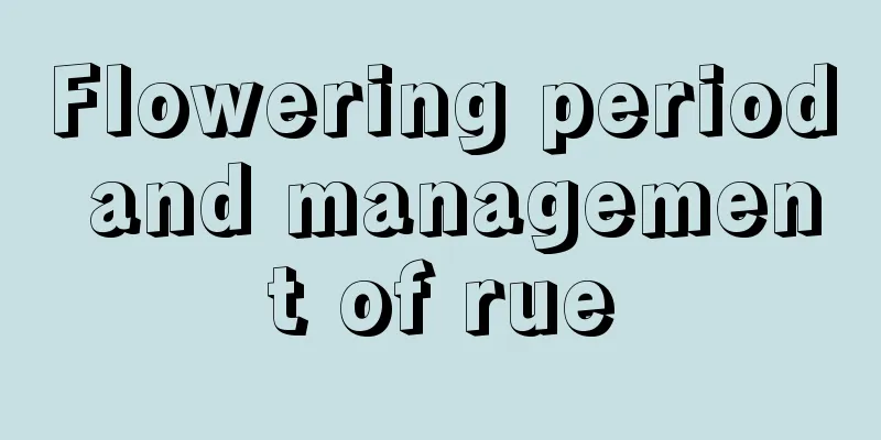 Flowering period and management of rue