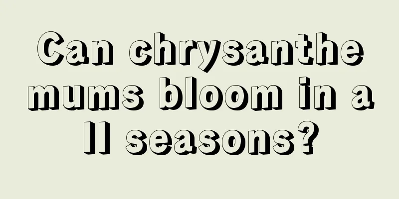 Can chrysanthemums bloom in all seasons?