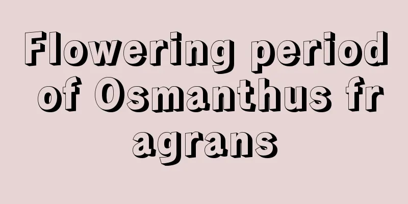 Flowering period of Osmanthus fragrans