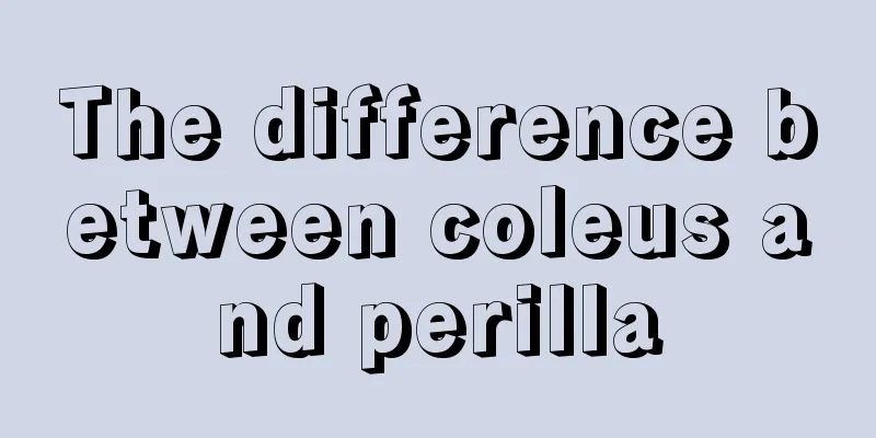 The difference between coleus and perilla