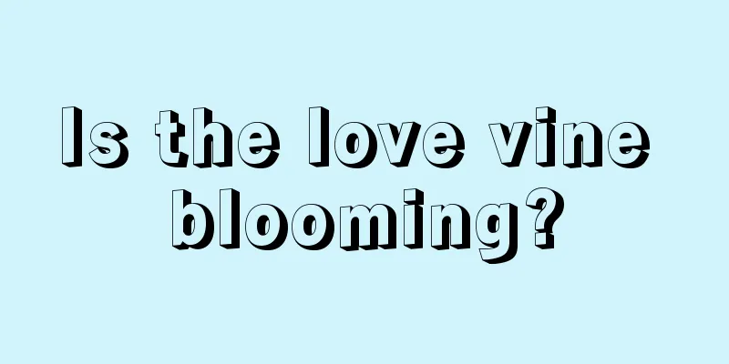 Is the love vine blooming?