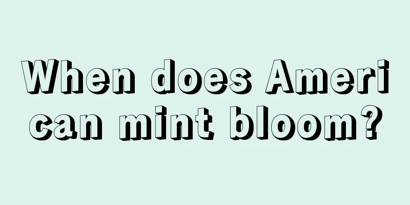 When does American mint bloom?